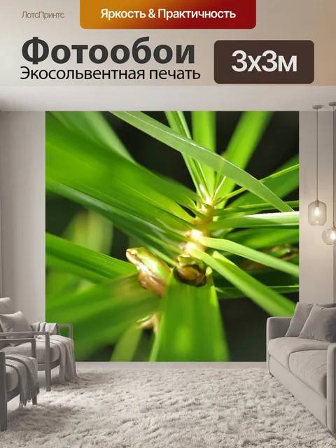 Фотообои Зеленая древесная лягушка