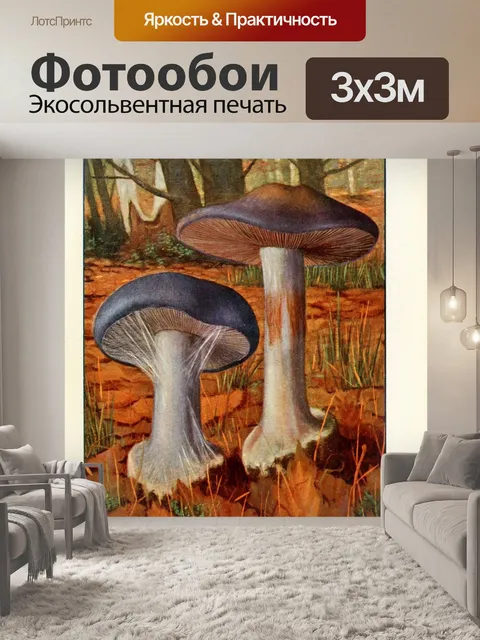 Фотообои Грибы век винтаж старый