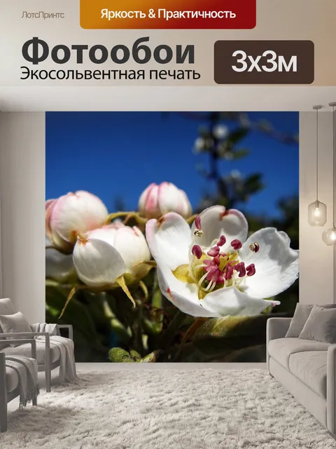 Фотообои Груша