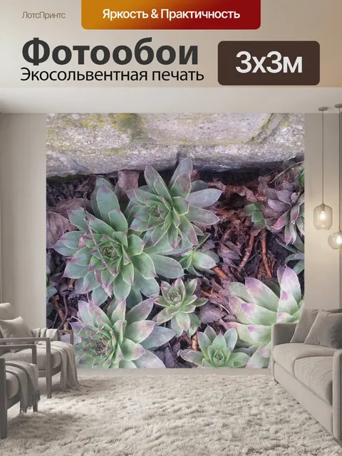 Фотообои Очиток
