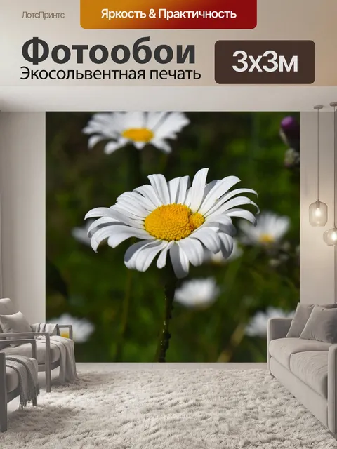 Фотообои Ромашка