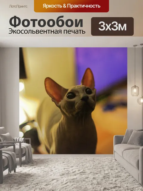 Фотообои Кот