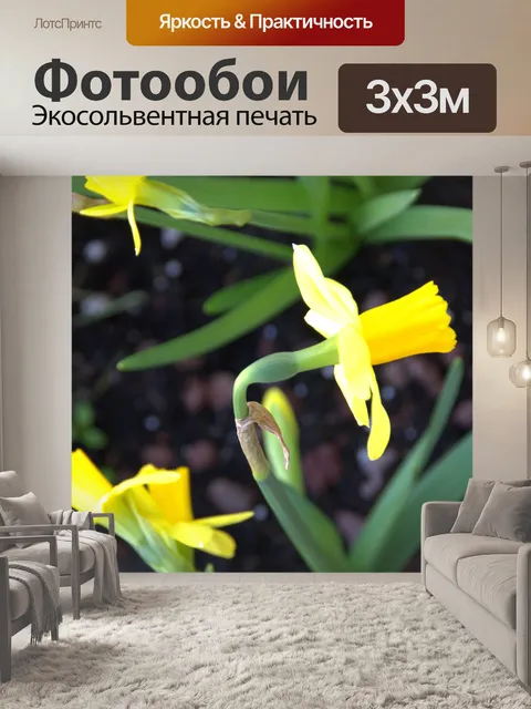 Фотообои Вид сверху на желтые цветы нарцисса