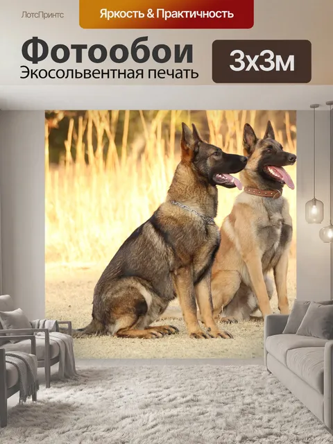 Фотообои Немецкий шеппард