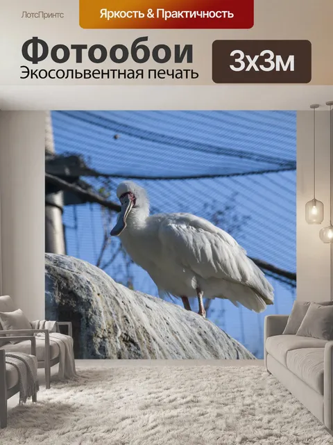 Фотообои Африканская колпица