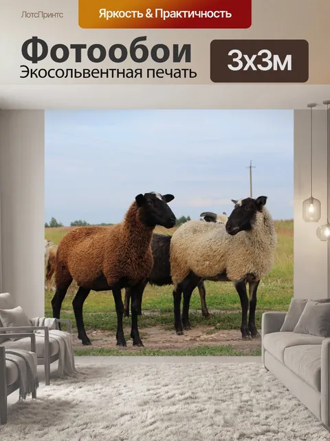 Фотообои Овцы