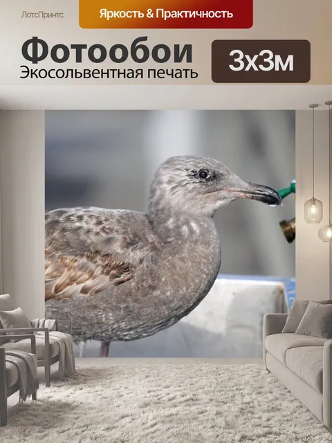 Фотообои Чайка, пить из кран