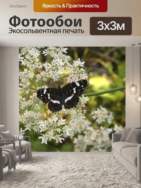 Фотообои Бабочка