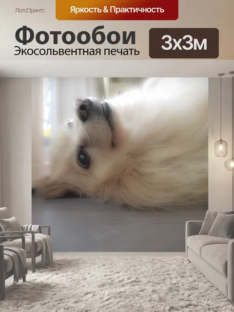 Фотообои Мечтательная померанская собака