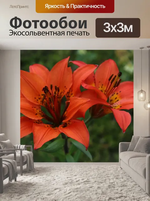 Фотообои Оранжевый цветок огненной лилии