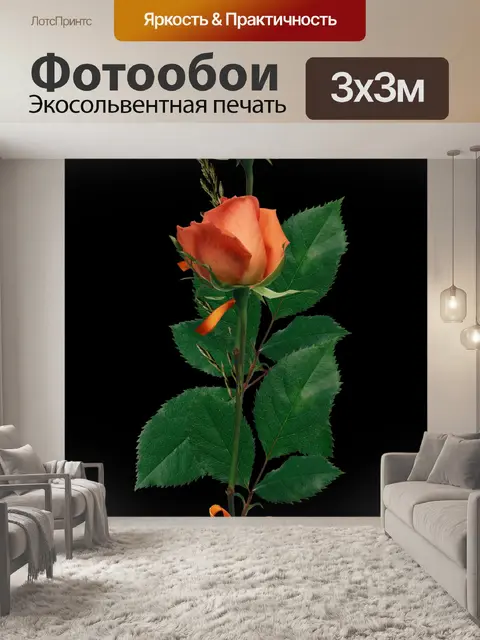 Фотообои Роза, оранжевый, черный фон