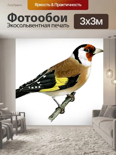 Фотообои Наклейки Птица Щегол