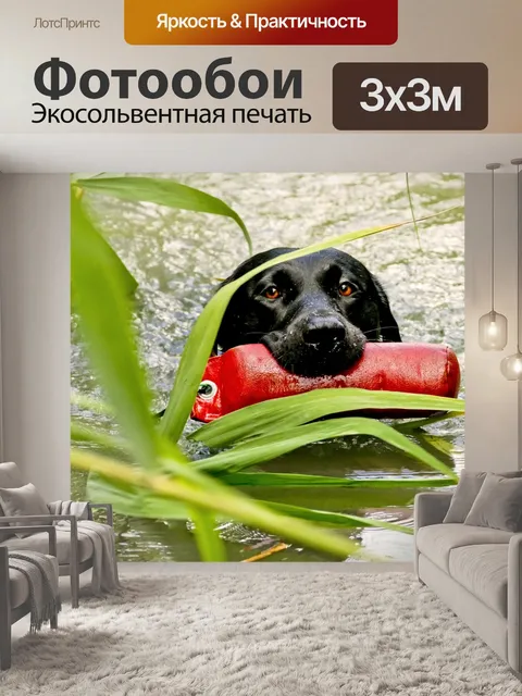 Фотообои Лабрадор