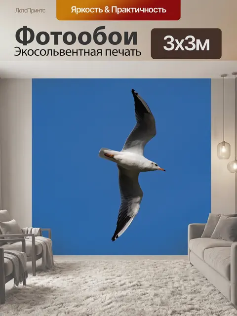 Фотообои Чайка в небе