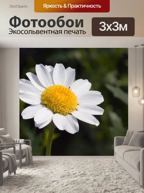 Фотообои Цветок ромашка