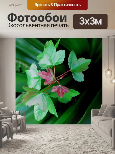 Фотообои крошечные дерева выходящие из подлеска