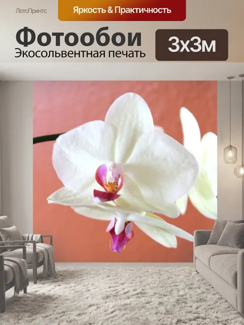 Фотообои Орхидея
