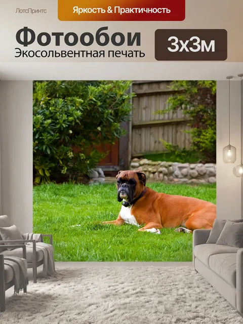 Фотообои Боксер собака
