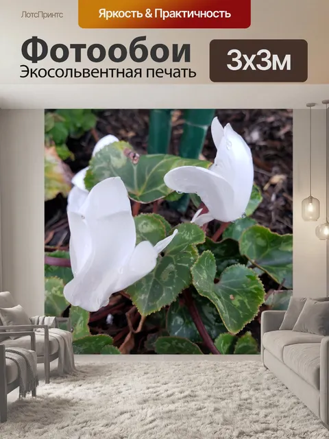Фотообои Белый цветок почвопокровное