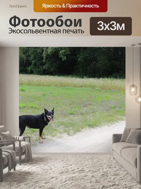 Фотообои Собака, Польша