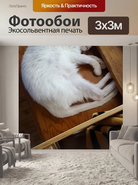Фотообои Кошка