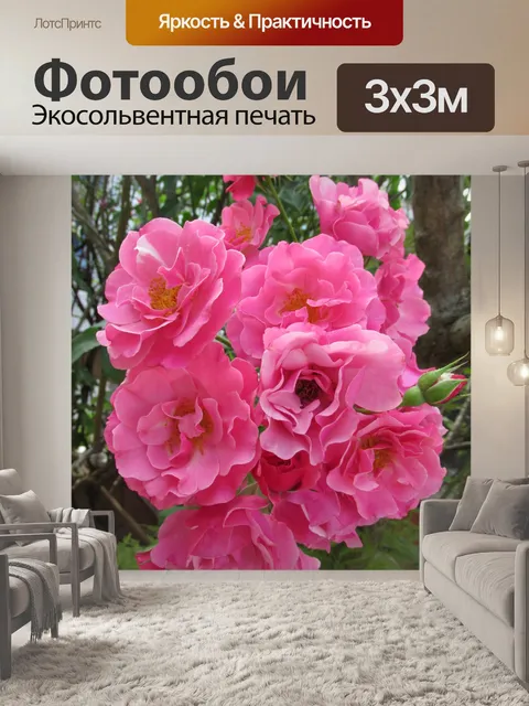 Фотообои Самая красивая роза для тебя