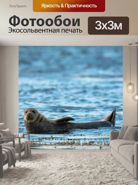Фотообои Серый тюлень