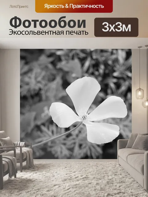 Фотообои Изолированный цветок мака