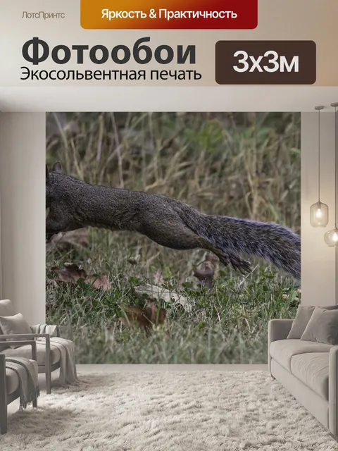 Фотообои Белка