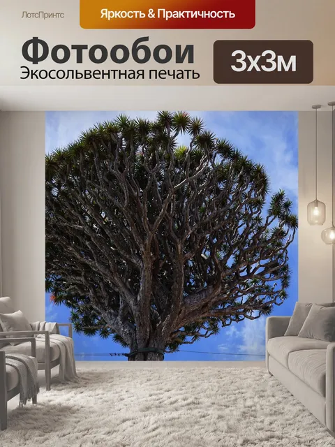 Фотообои Канарское драконово дерево