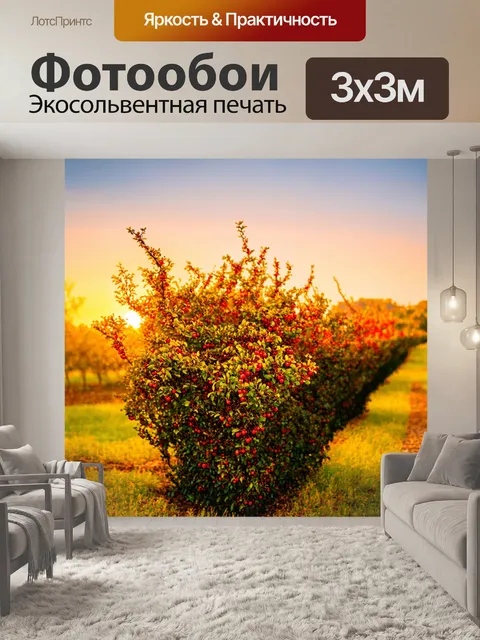 Фотообои кусты с ягодами на фоне заката