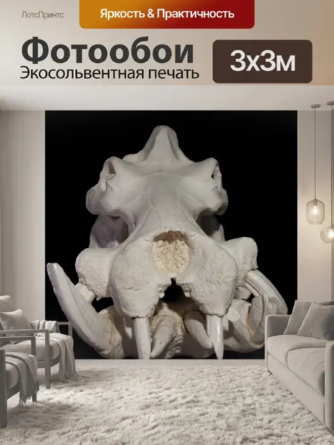 Фотообои Бегемот черепа