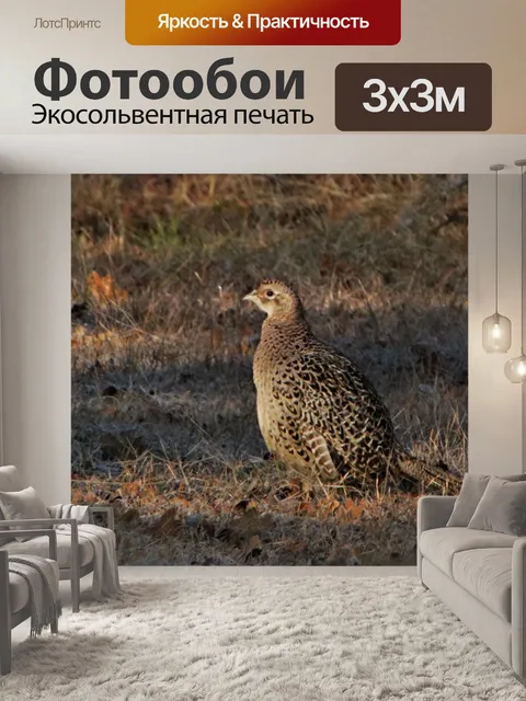 Фотообои Женский фазан-кольцо в траве