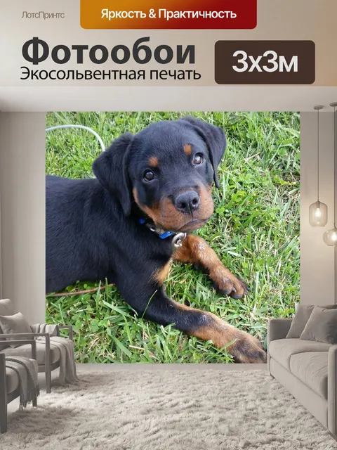 Фотообои Ротвейлер
