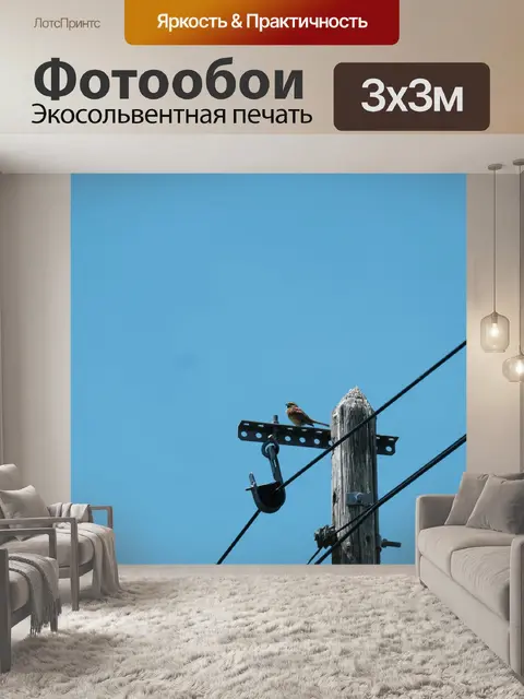 Фотообои Воробей на проводах
