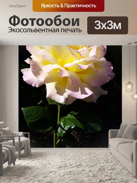 Фотообои Роза