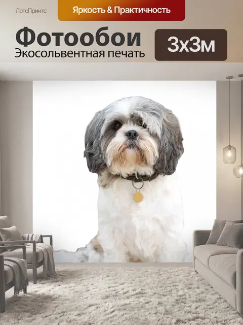 Фотообои Собака, изолированных белый фон