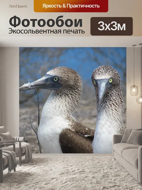 Фотообои Глупые птицы