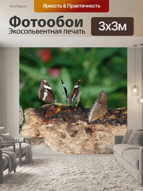 Фотообои Бабочки