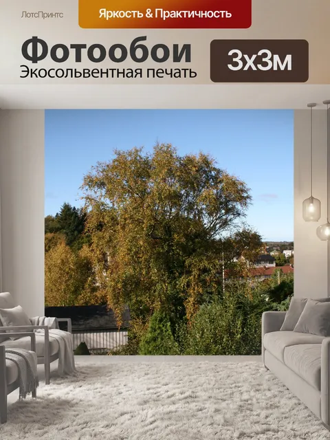 Фотообои Береза