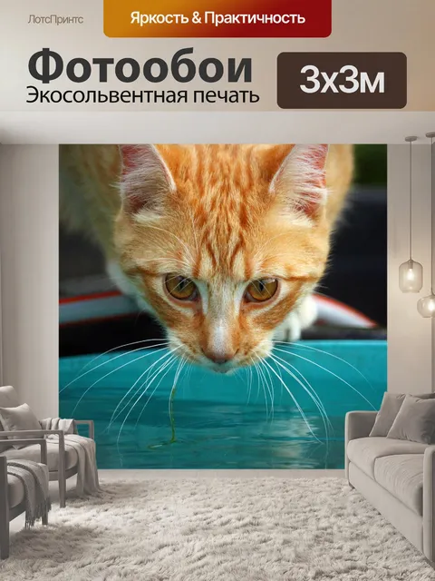 Фотообои Кот