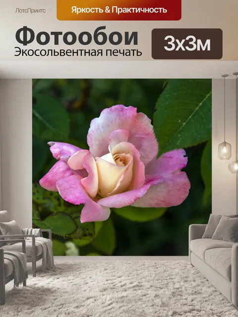 Фотообои розовый бутон розы