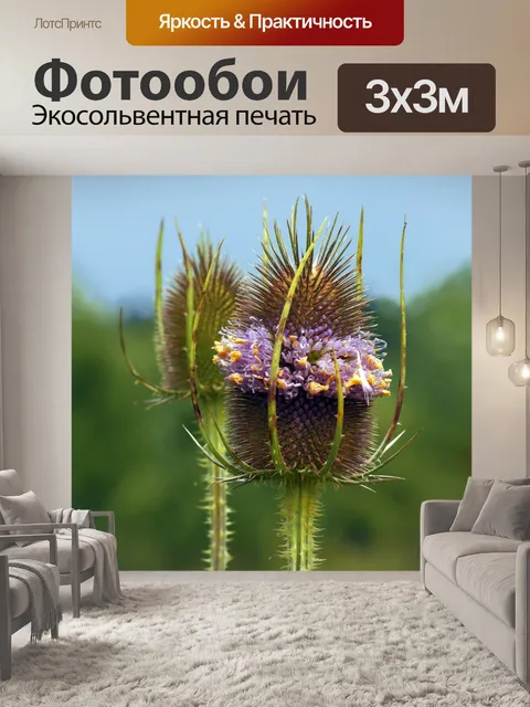 Фотообои Цветок чертополоха розовый