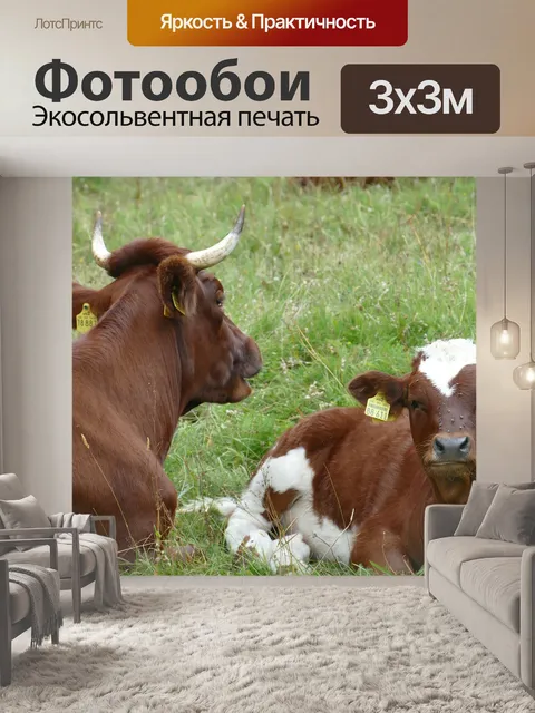 Фотообои Бык