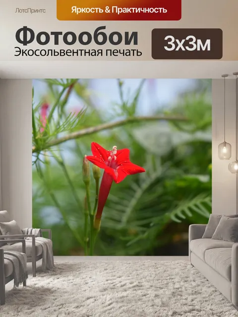 Фотообои Красный цветок