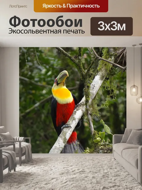 Фотообои Тукан