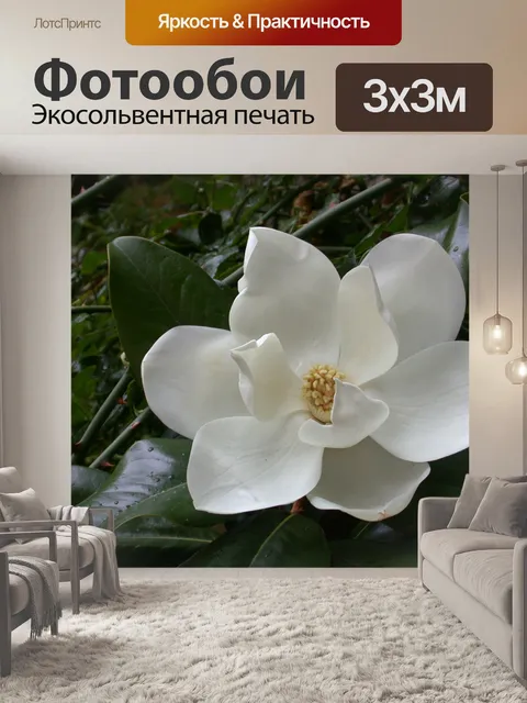 Фотообои Цветок магнолии