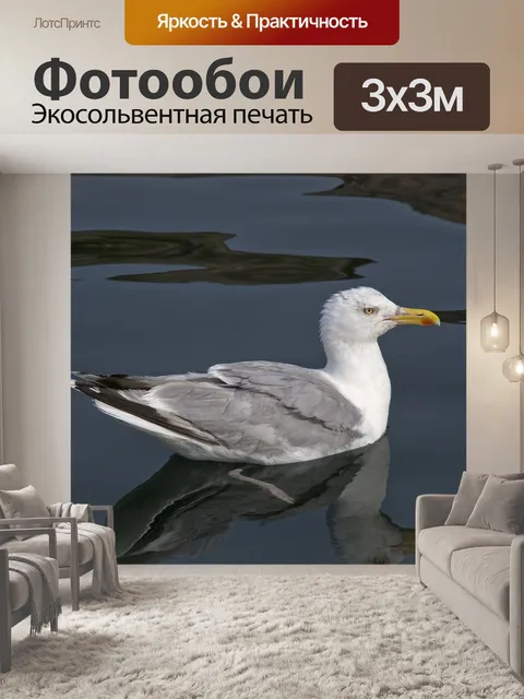 Фотообои Чайка