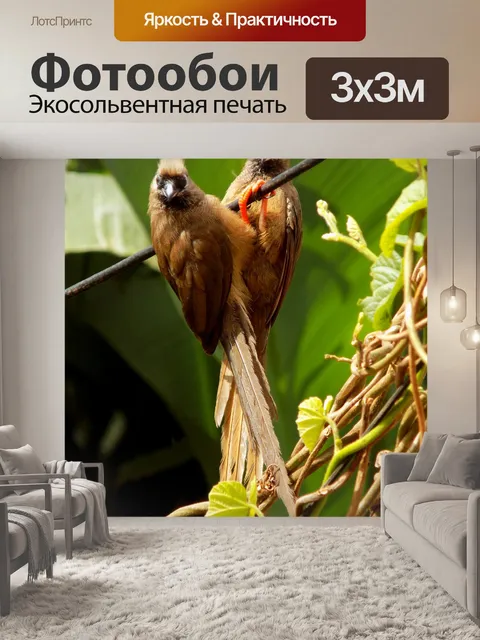 Фотообои Птицы