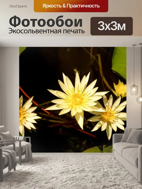 Фотообои Красивый цветок лотоса кувшинки
